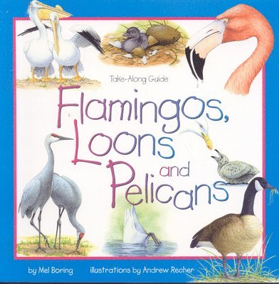 Flamingos, Loons & Pelicans 1