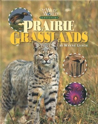Wayne Lynch - Prairie Grasslands, Inbunden. Tillgänglighet: Tillfälligt slut