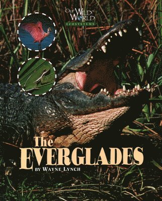 bokomslag Everglades