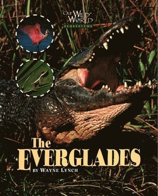 Wayne Lynch - Everglades, Häftad