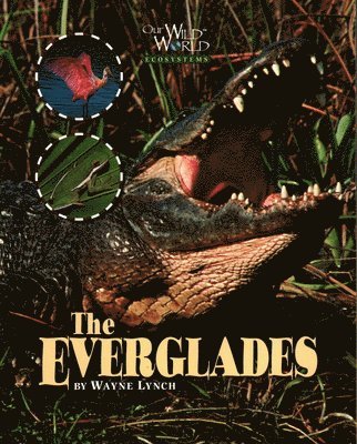 Wayne Lynch - Everglades, Häftad