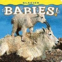 bokomslag Glacier Babies!