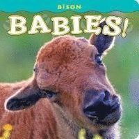 bokomslag Bison Babies!