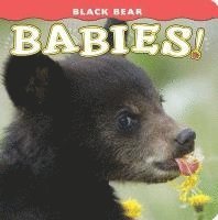 bokomslag Black Bear Babies!