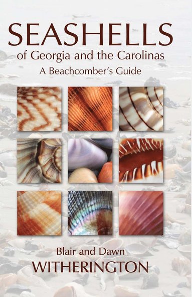 bokomslag Seashells of Georgia and the Carolinas