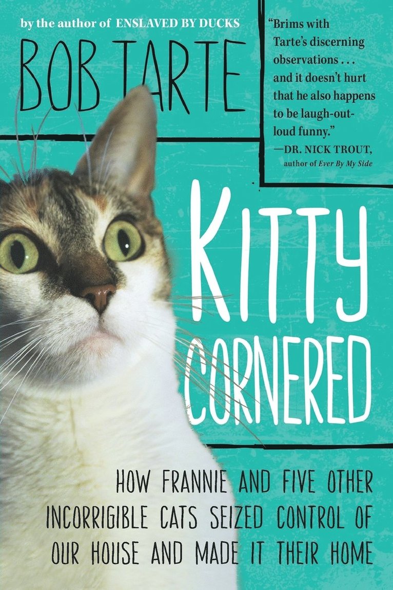 Kitty Cornered 1