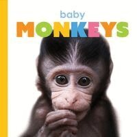 Kate Riggs - Baby Monkeys, Kartonnage