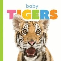 Kate Riggs - Baby Tigers, Kartonnage