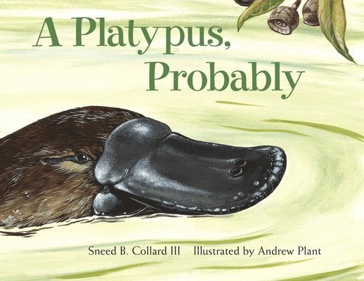 A Platypus, Probably 1