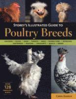 bokomslag Storey's Illustrated Guide to Poultry Breeds
