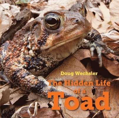 The Hidden Life of a Toad 1