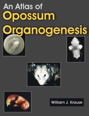 William J Krause, William J. Krause - Atlas of Opossum Organogenesis, Häftad