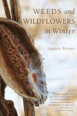 Weeds and Wildflowers in Winter 1