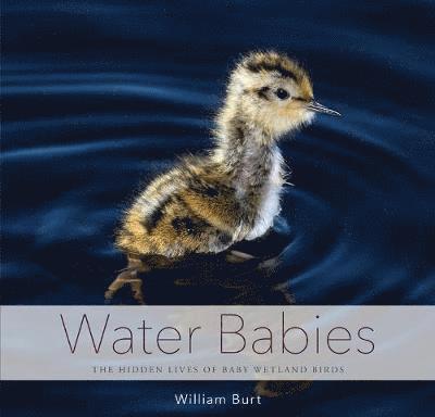 Water Babies 1