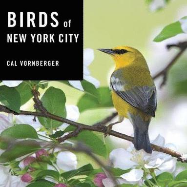 bokomslag Birds of New York City