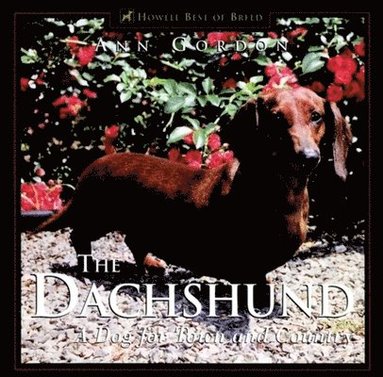 Ann Gordon - Dachshund, The, Inbunden