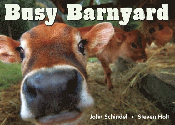 John Schindel - Busy Barnyard, Kartonnage