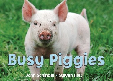 bokomslag Busy Piggies