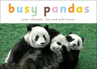 John Schindel - Busy Pandas, Kartonnage