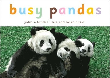 bokomslag Busy Pandas