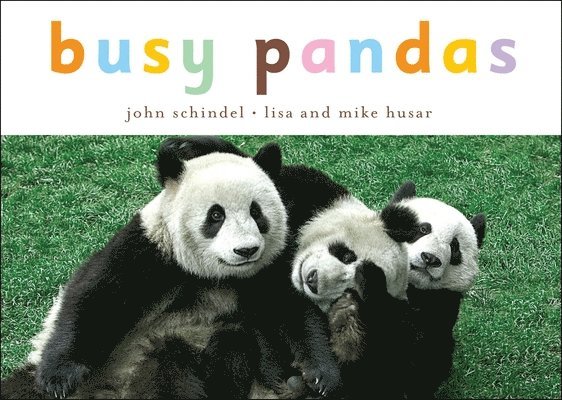 John Schindel - Busy Pandas, Kartonnage
