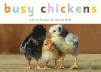 bokomslag Busy Chickens