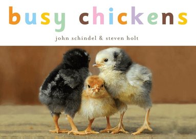 John Schindel - Busy Chickens, Kartonnage