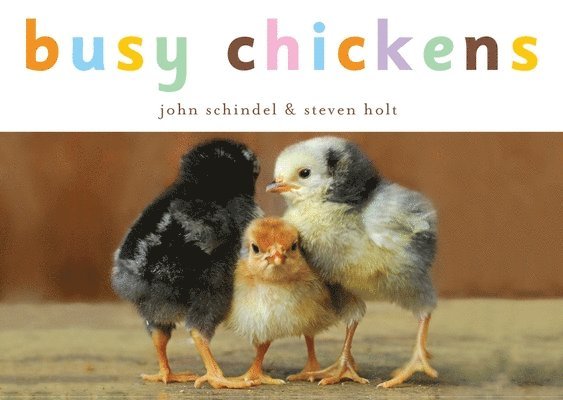 Busy Chickens 1