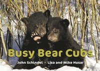 bokomslag Busy Bear Cubs
