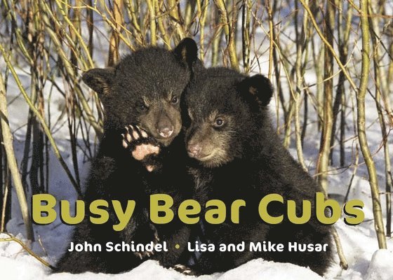 Busy Bear Cubs 1