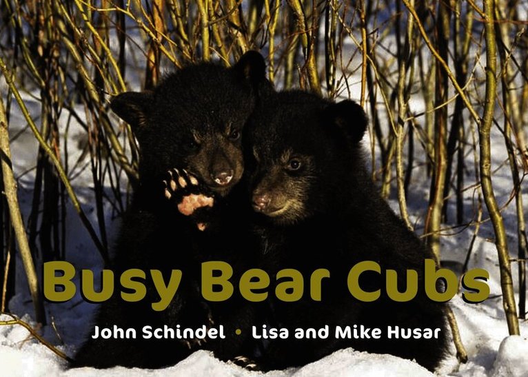 John Schindel - Busy Bear Cubs, Kartonnage