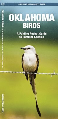 bokomslag Oklahoma Birds: A Folding Pocket Guide to Familiar Species