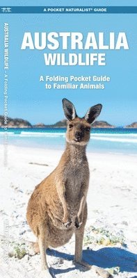 bokomslag Australia Wildlife: A Folding Pocket Guide to Familiar Animals