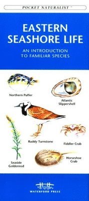 bokomslag Michigan Birds: A Folding Pocket Guide to Familiar Species