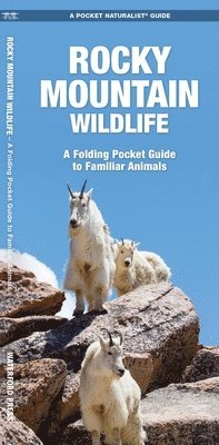 bokomslag Rocky Mountain Wildlife