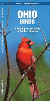 bokomslag Ohio Birds: A Folding Pocket Guide to Familiar Species