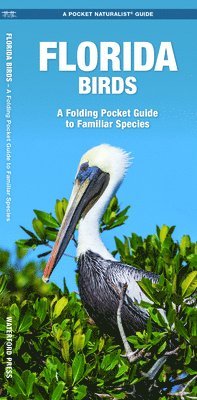 Florida Birds 1