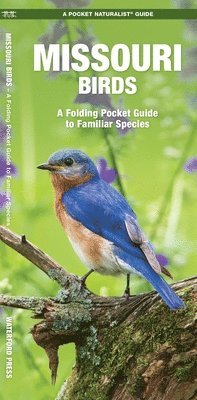 bokomslag Missouri Birds: A Folding Pocket Guide to Familiar Species