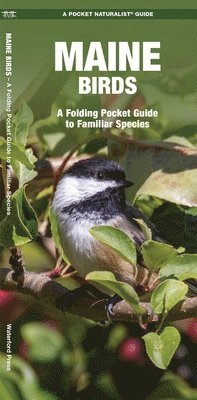 Maine Birds 1