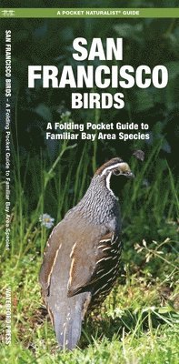 bokomslag San Francisco Birds: An Introduction to Familiar Species