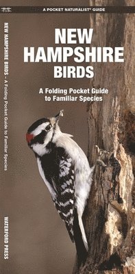 bokomslag New Hampshire Birds: A Folding Pocket Guide to Familiar Species