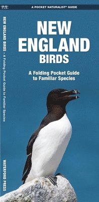 New England Birds 1