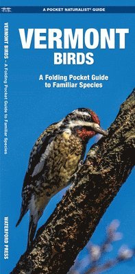 bokomslag Vermont Birds: An Introduction to Familiar Species