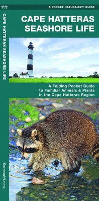 bokomslag Cape Hatteras Seashore Life: A Folding Pocket Guide to Familiar Plants & Animals in the Cape Hatteras Region