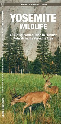 Yosemite Wildlife 1