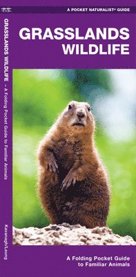 bokomslag Grasslands Wildlife
