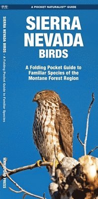 bokomslag Sierra Nevada Birds
