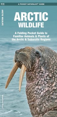 bokomslag Arctic Wildlife