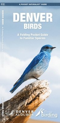 Denver Birds 1