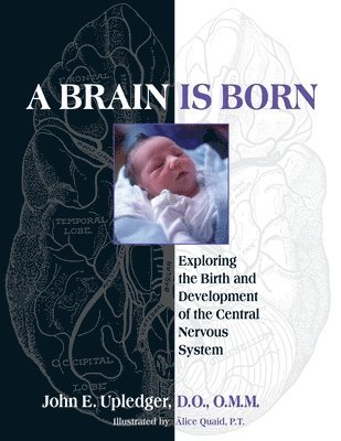 bokomslag A Brain Is Born
